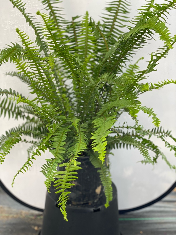 肾蕨盆栽室内外耐阴耐寒观叶植物可用于庭院造景