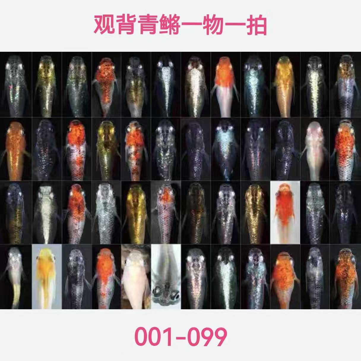 观背青鳉鱼 直播001-099 不加温不打氧不过滤 冷水鱼 小型观赏鱼