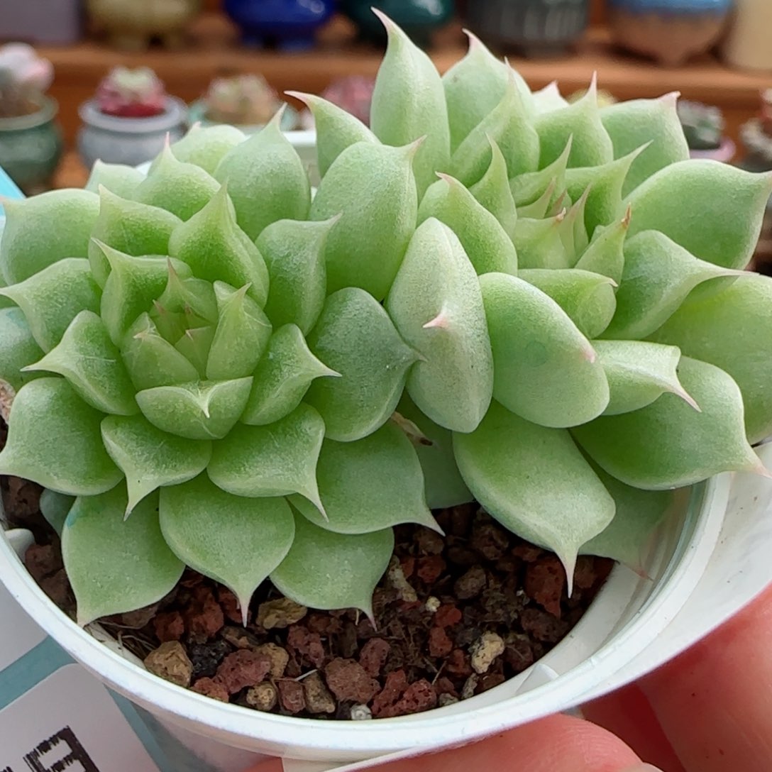 花语逸镜0824-03糖心优选海王