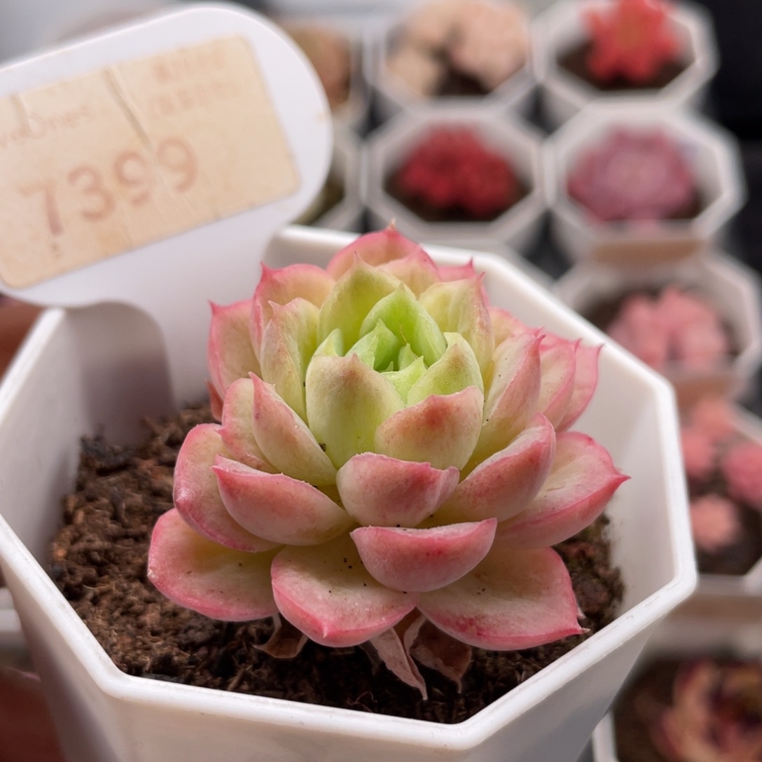 酸橙辣椒7399-4.5厘米