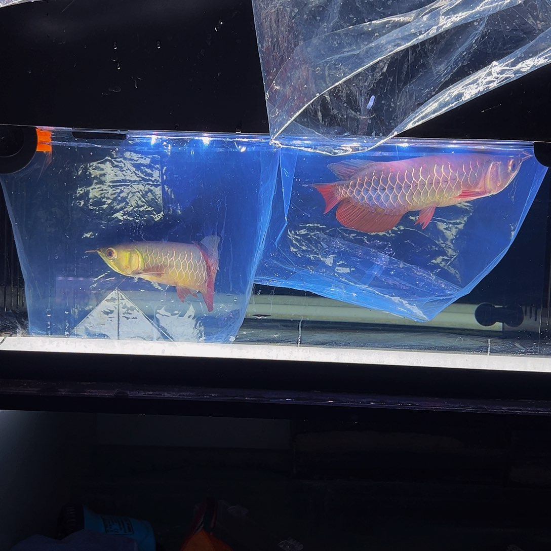 一***，中国大陆马来西亚古典蓝底过背金龙