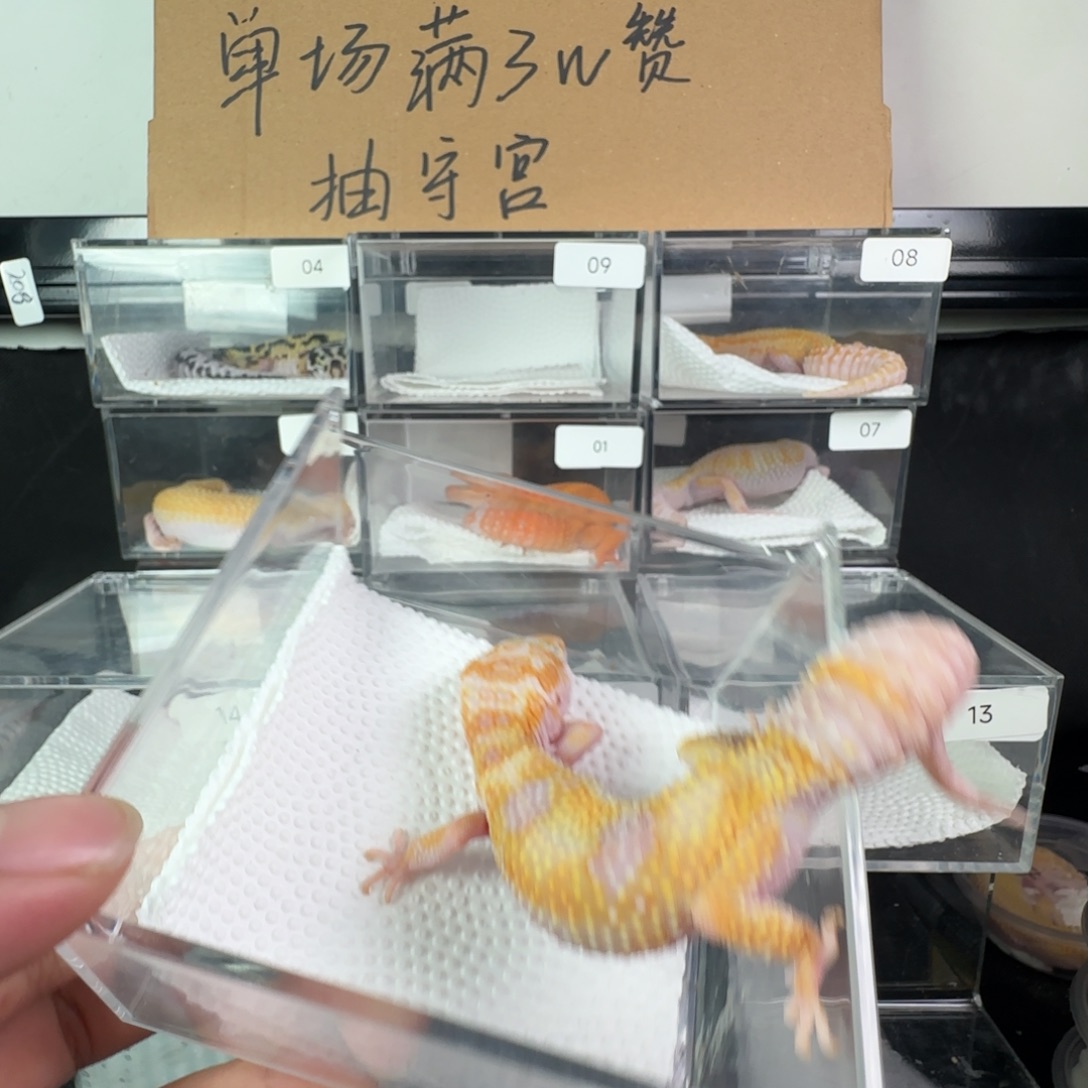 豹纹守宫白黄川普成体妹妹