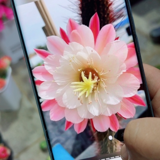 下61金妞少女心歪无根侧芽5公分左右20包邮