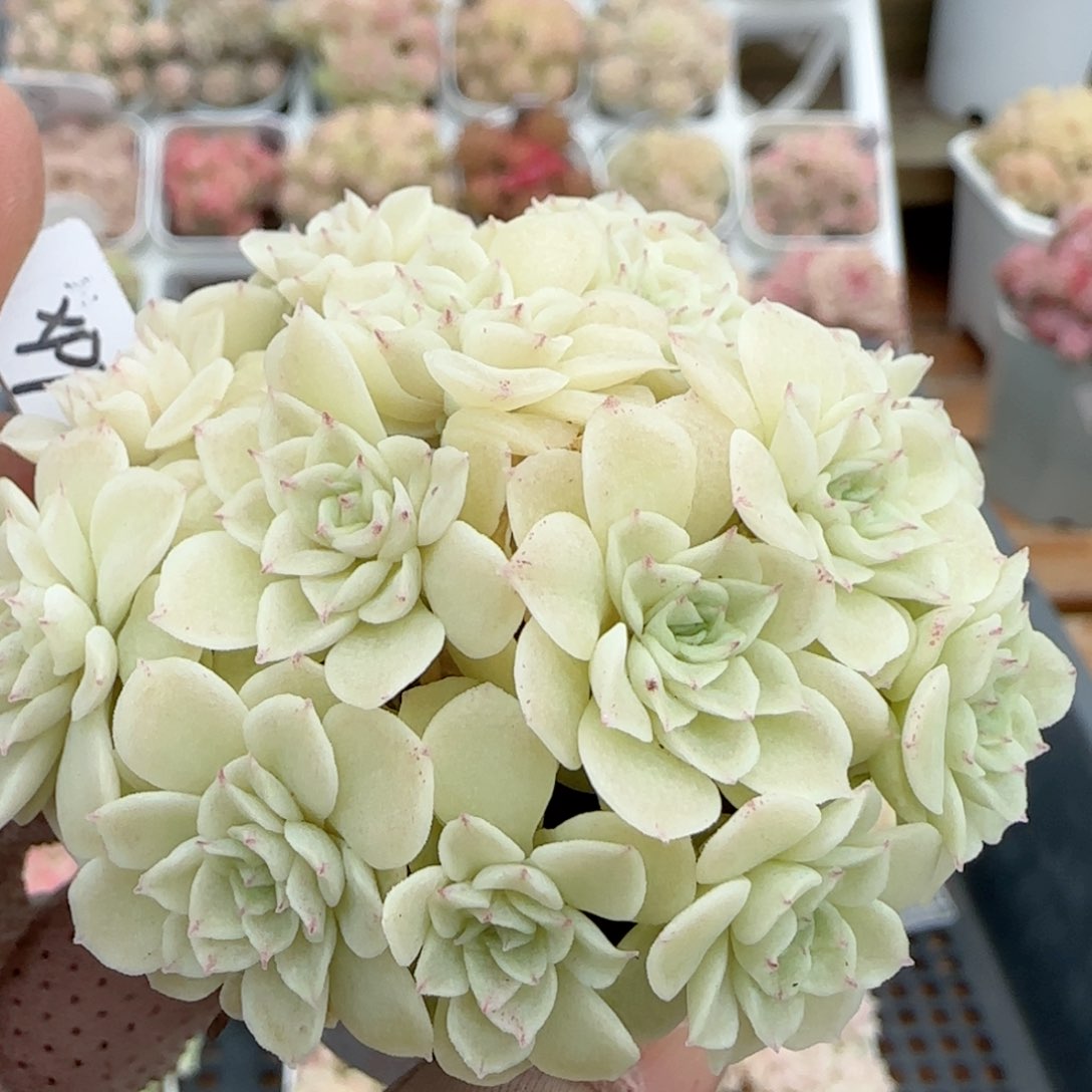 【闪购商品】0126-130（xpp-256）