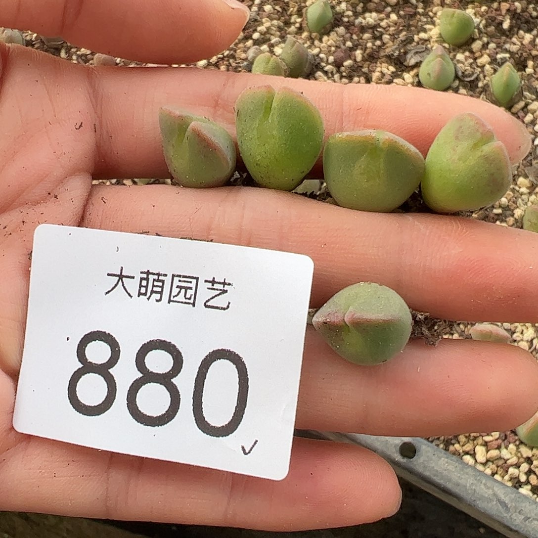 嫣***哎一物一拍5颗。    880
