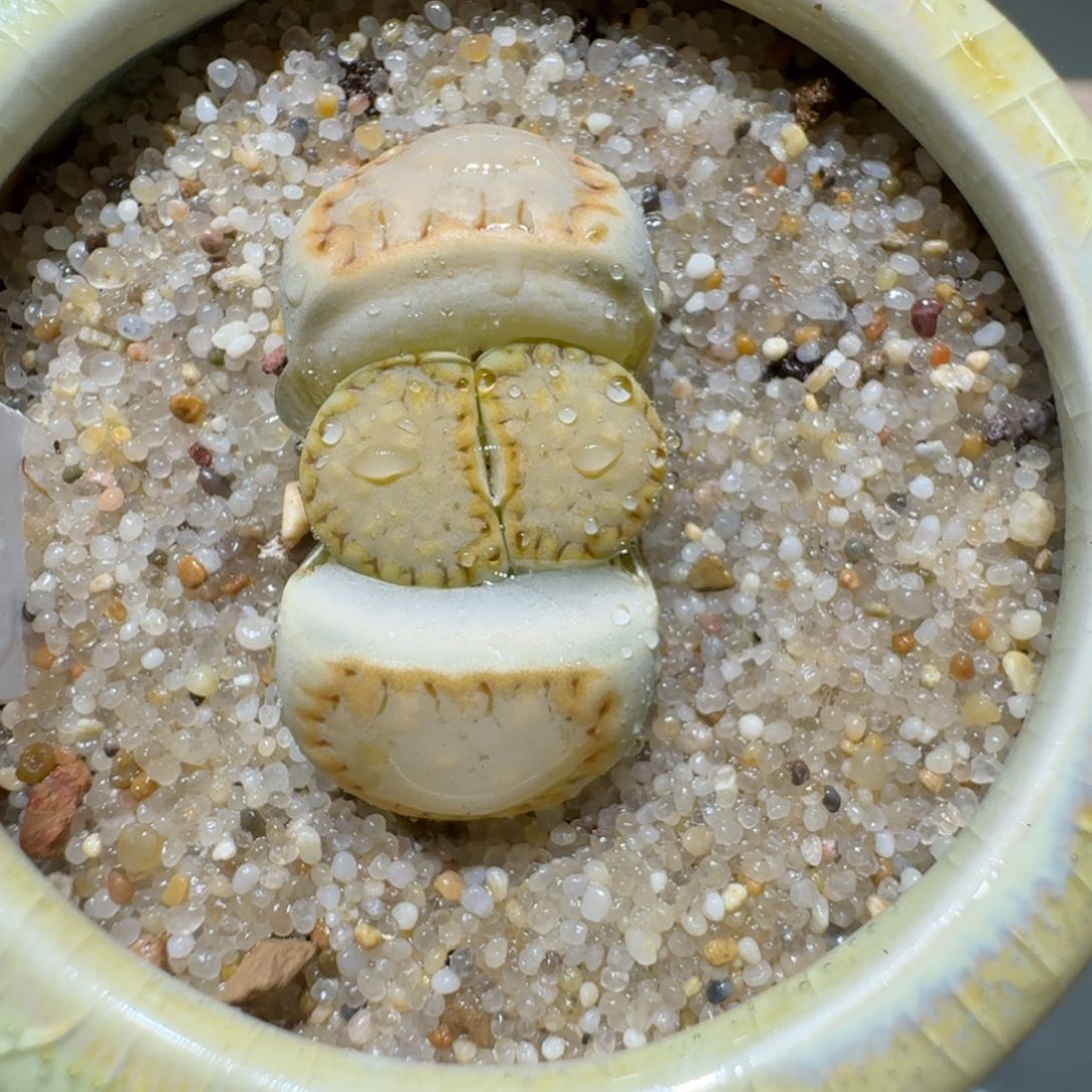 红陶蘑菇304黄绿饼