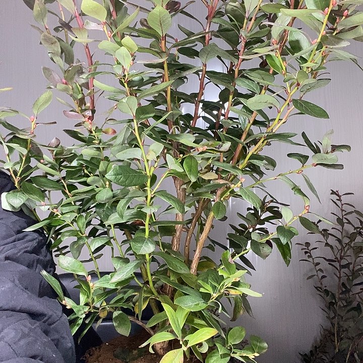 完全开放蓝莓苗带走了