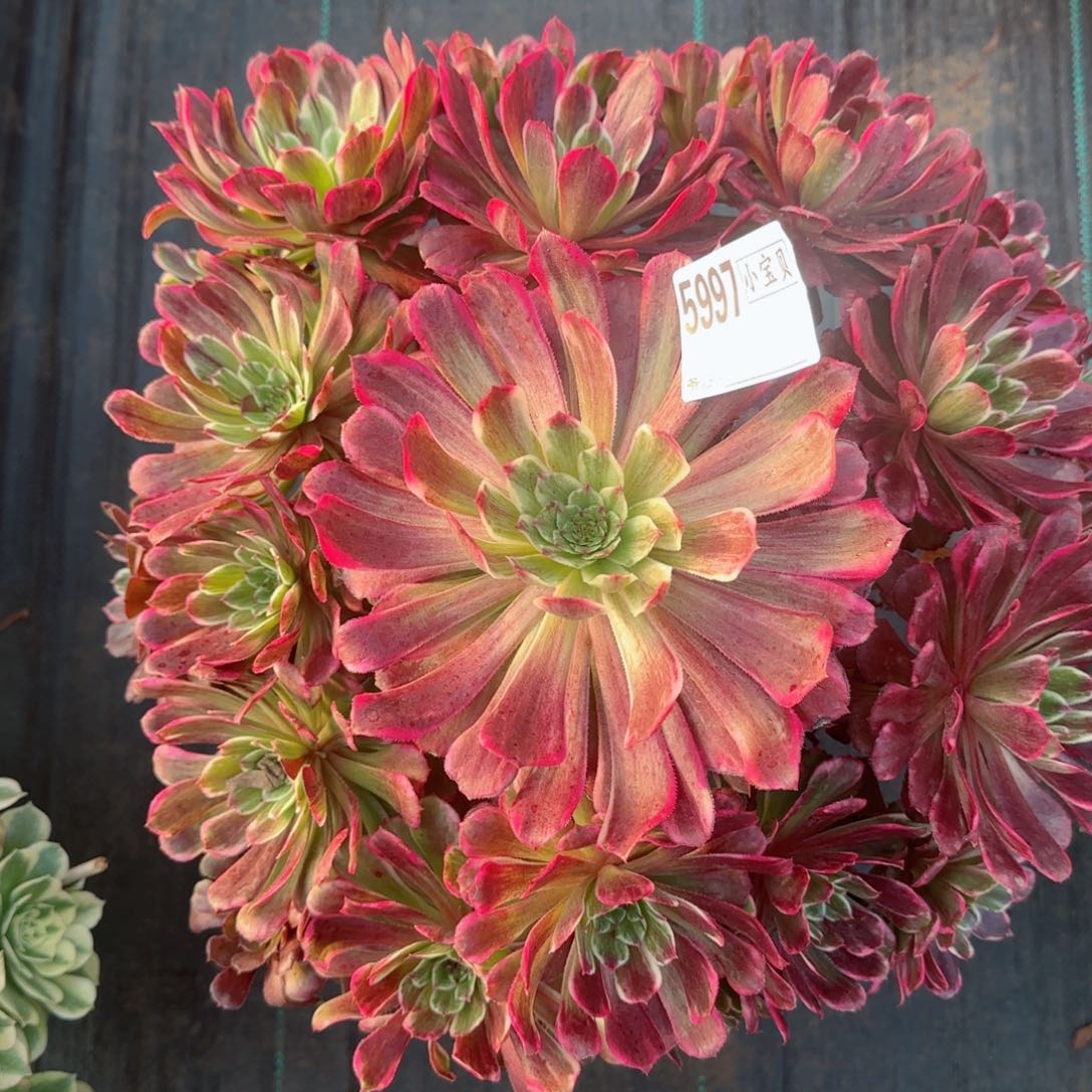 泼***裳6997紫嫣多肉多肉