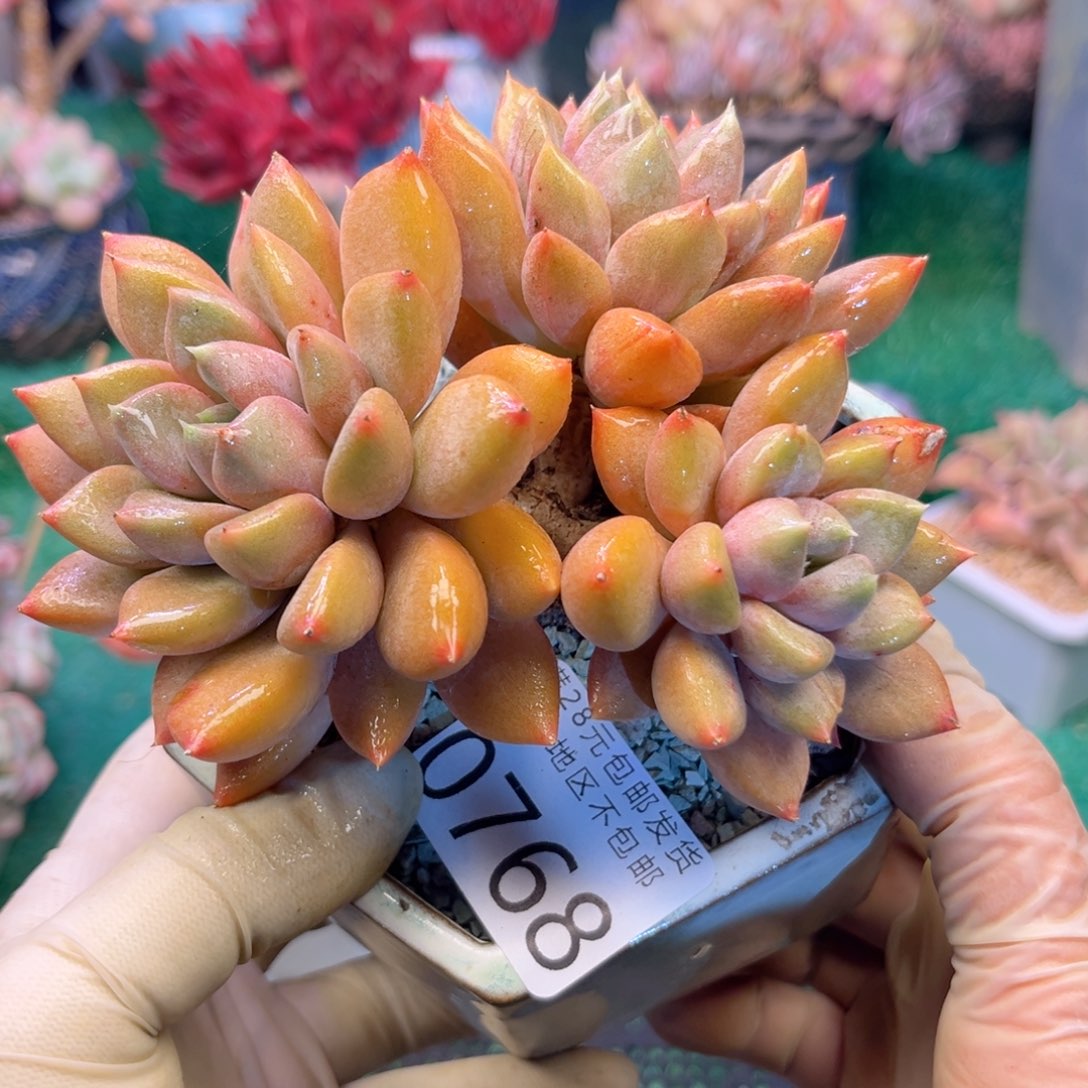 大0768；h sh x g d h v b