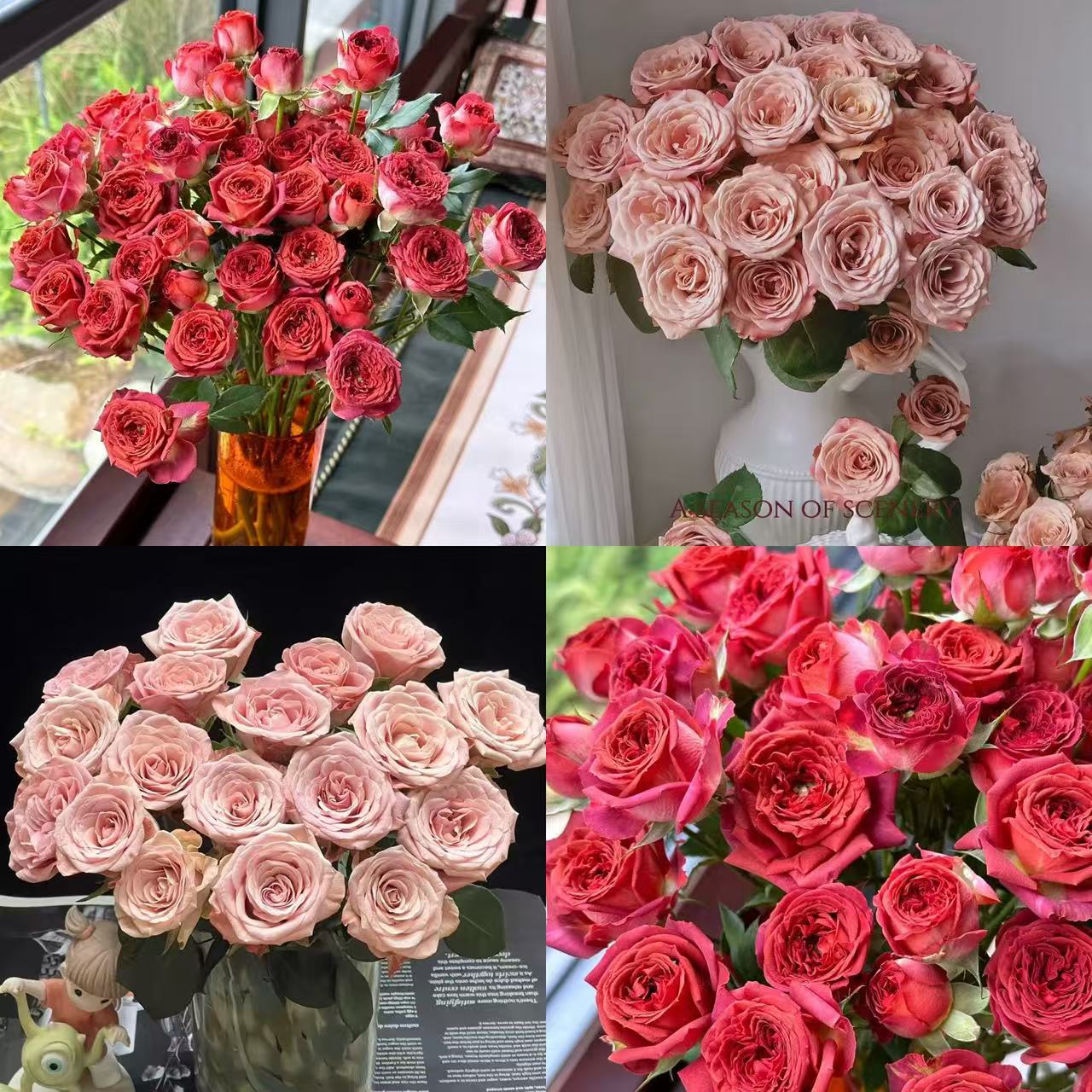 【沉沉专属】10枝卡布奇诺+10枝巧克力多头玫瑰   云南鲜切花