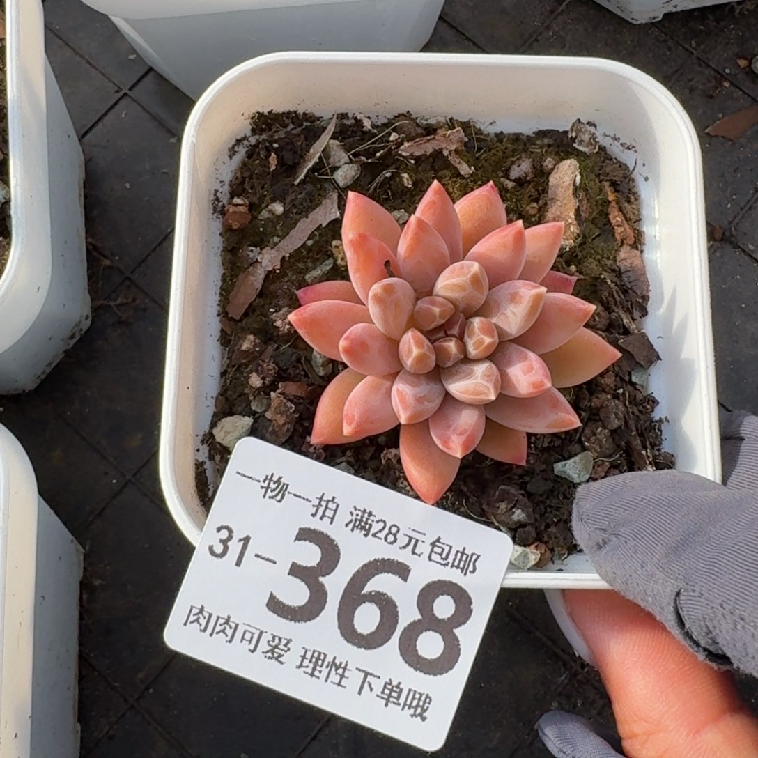 陨石无盆土发货无