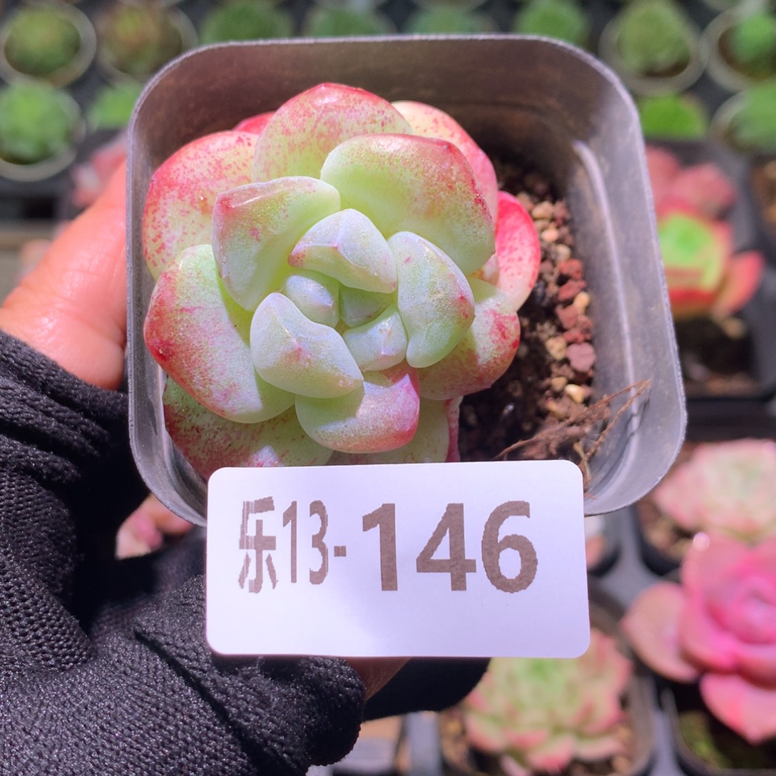 乐然13-146 冰玉单头 