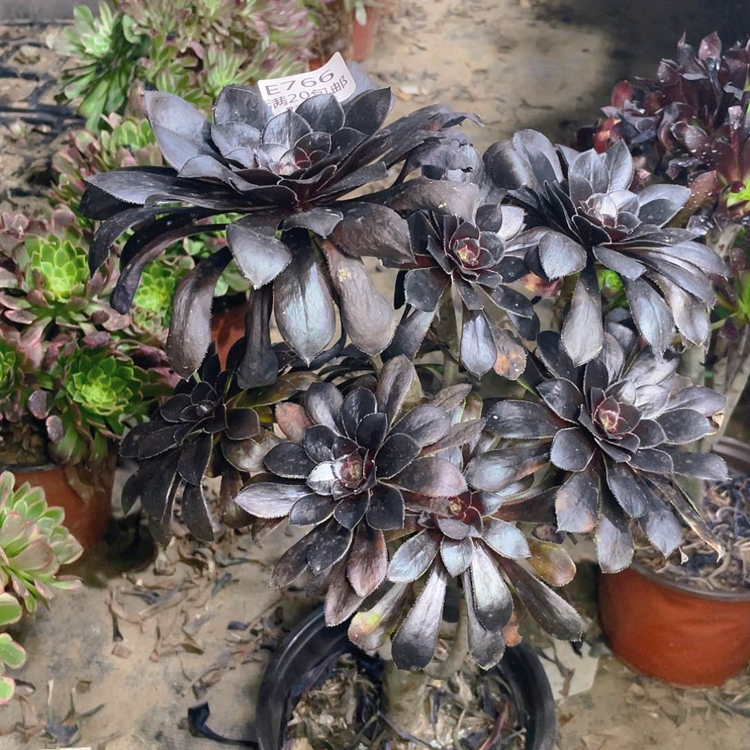 766墨法师巧克力多肉