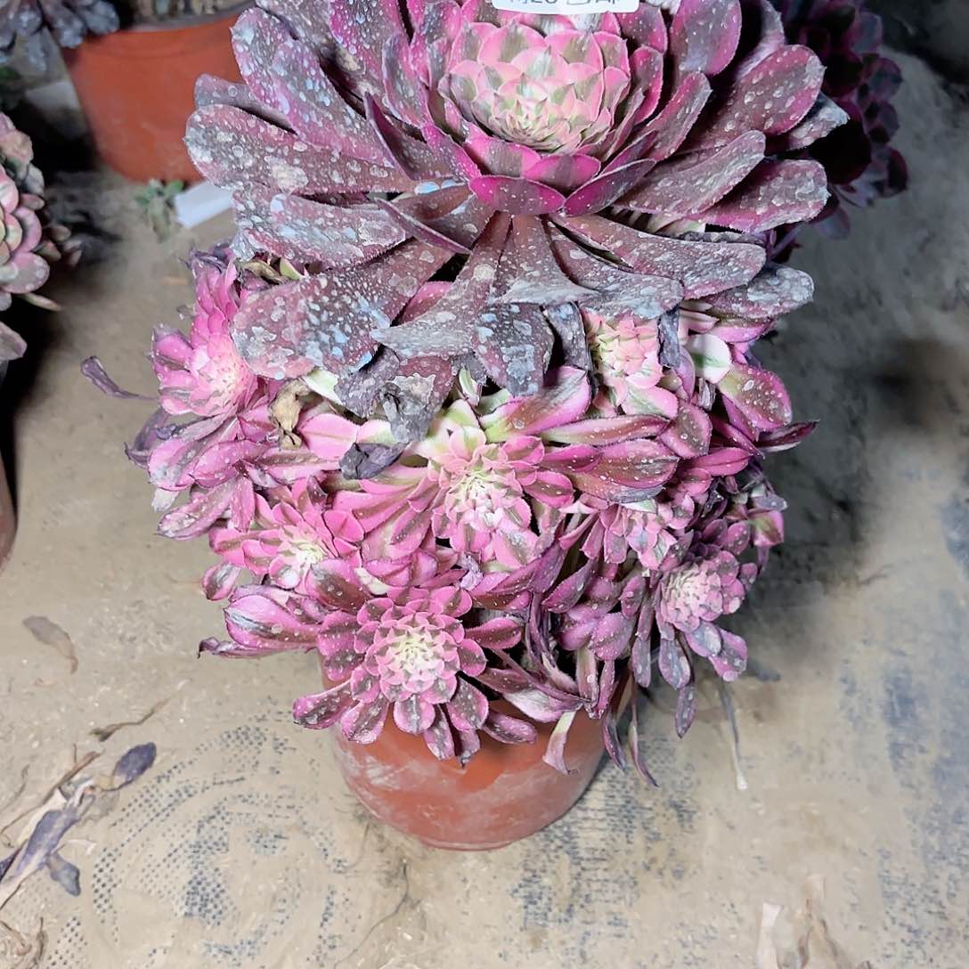 K 773红铜白多肉11112