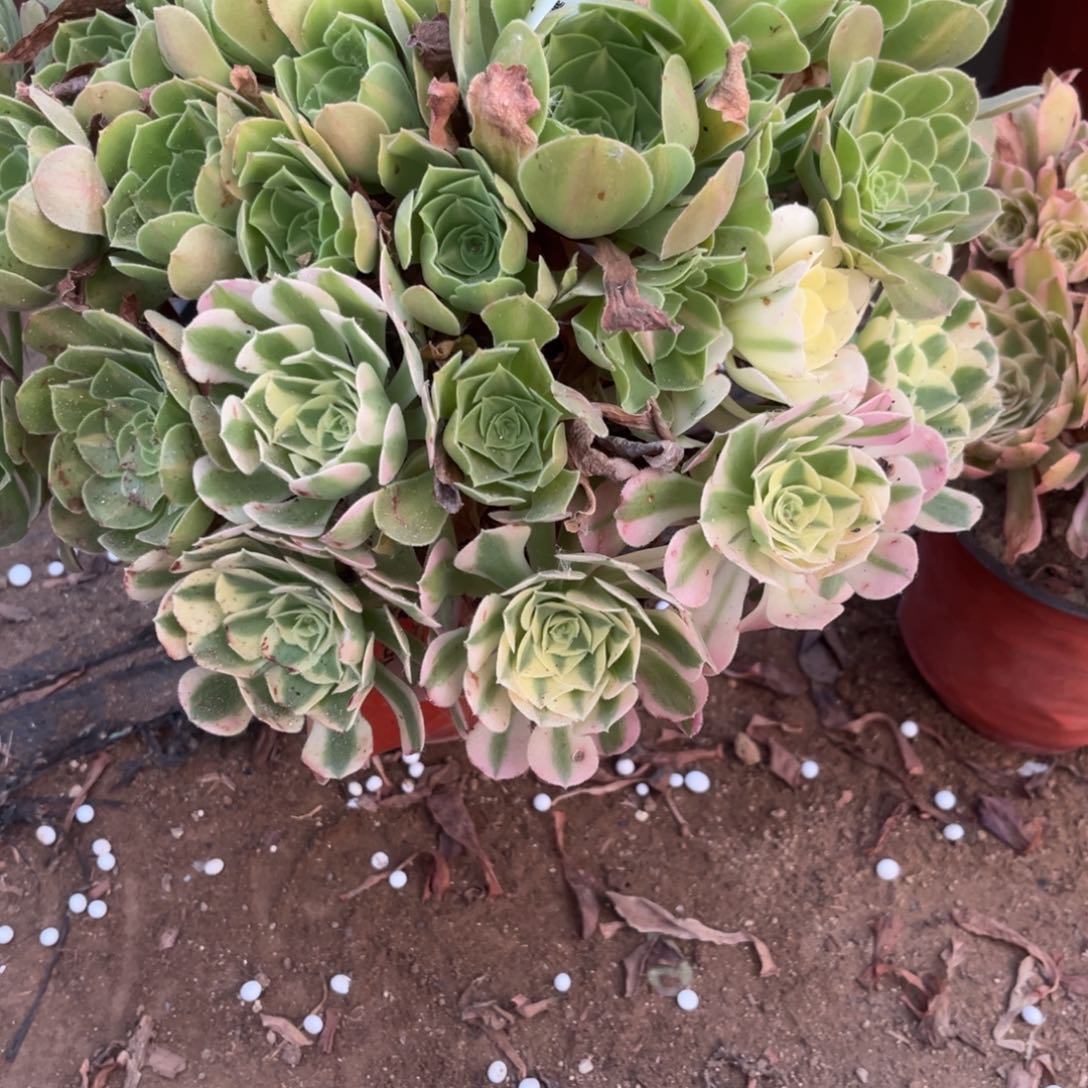 粉女郎阴阳多肉法师422