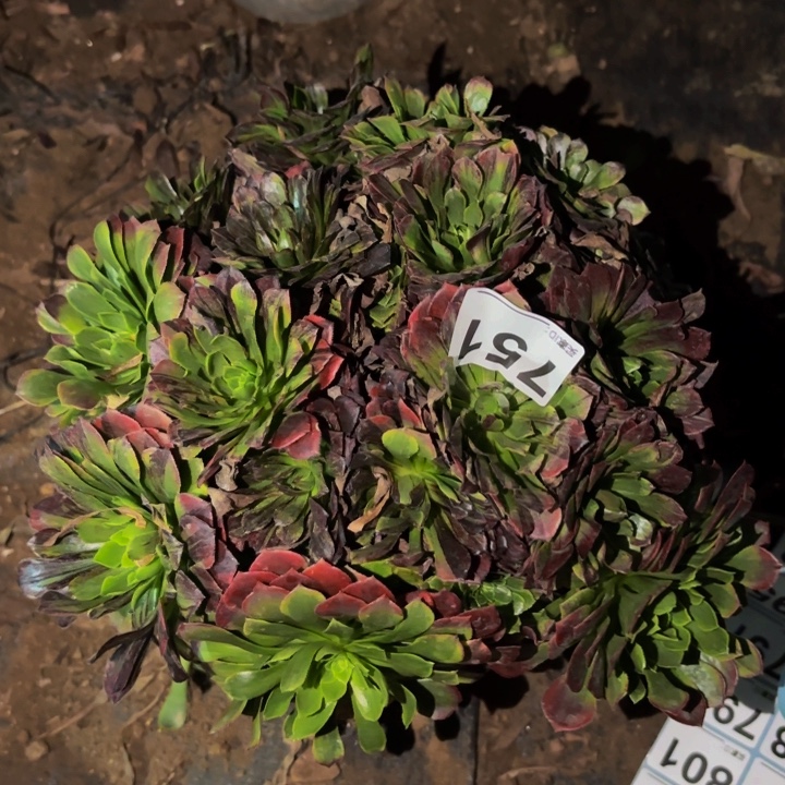 751莫兰迪多肉植物不售后
