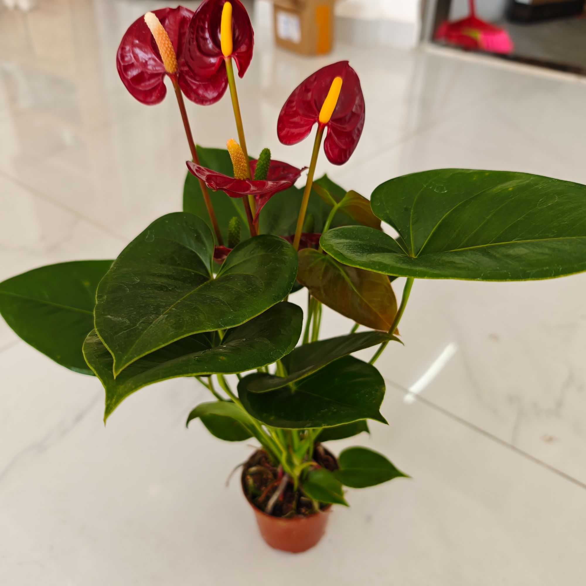 （红掌带基地盆）年宵花桌面小型绿植 四季好养