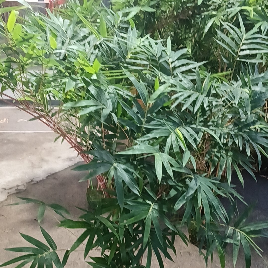 红观音竹绿观音竹一物一拍