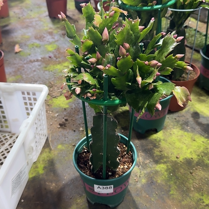 钥***心大部分开放少量花苞388嫁接 073