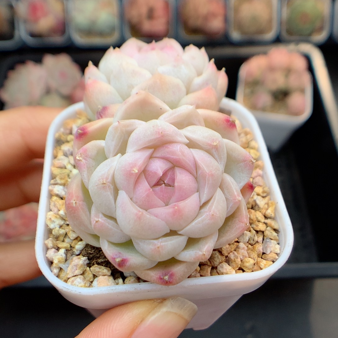 多肉植物。 糖心1