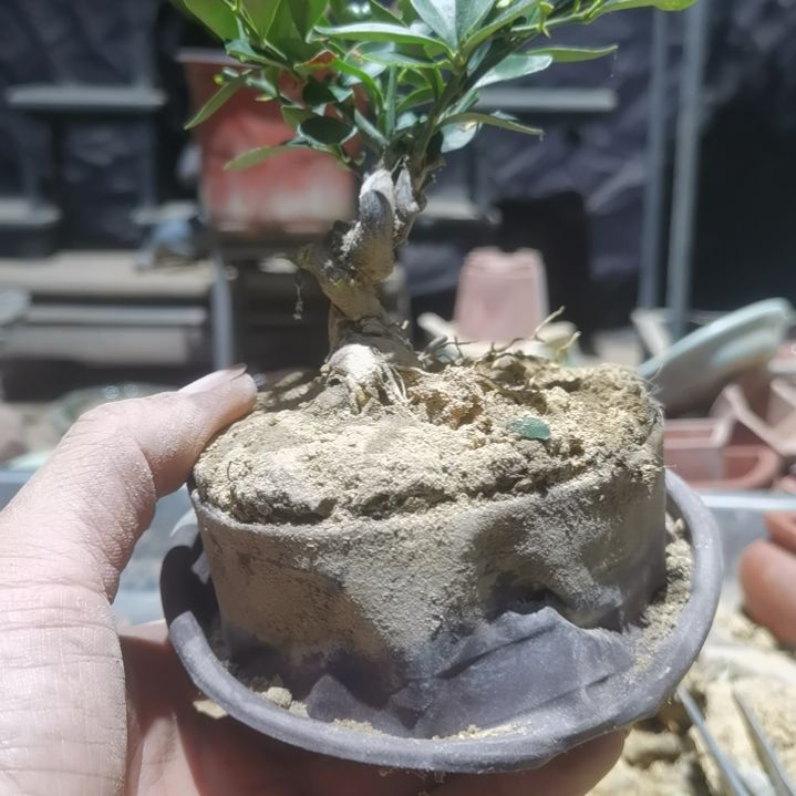 完全开放金豆小橘子绿植