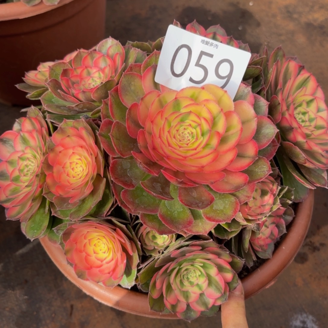 哈哈多肉葡萄福利059