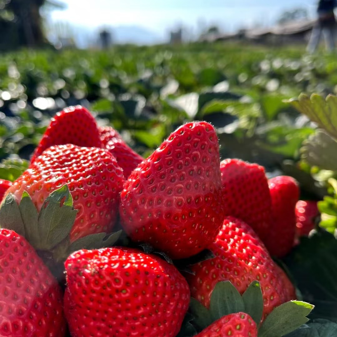 【冬季必吃】拉萨本地红颜草莓一盒500g
