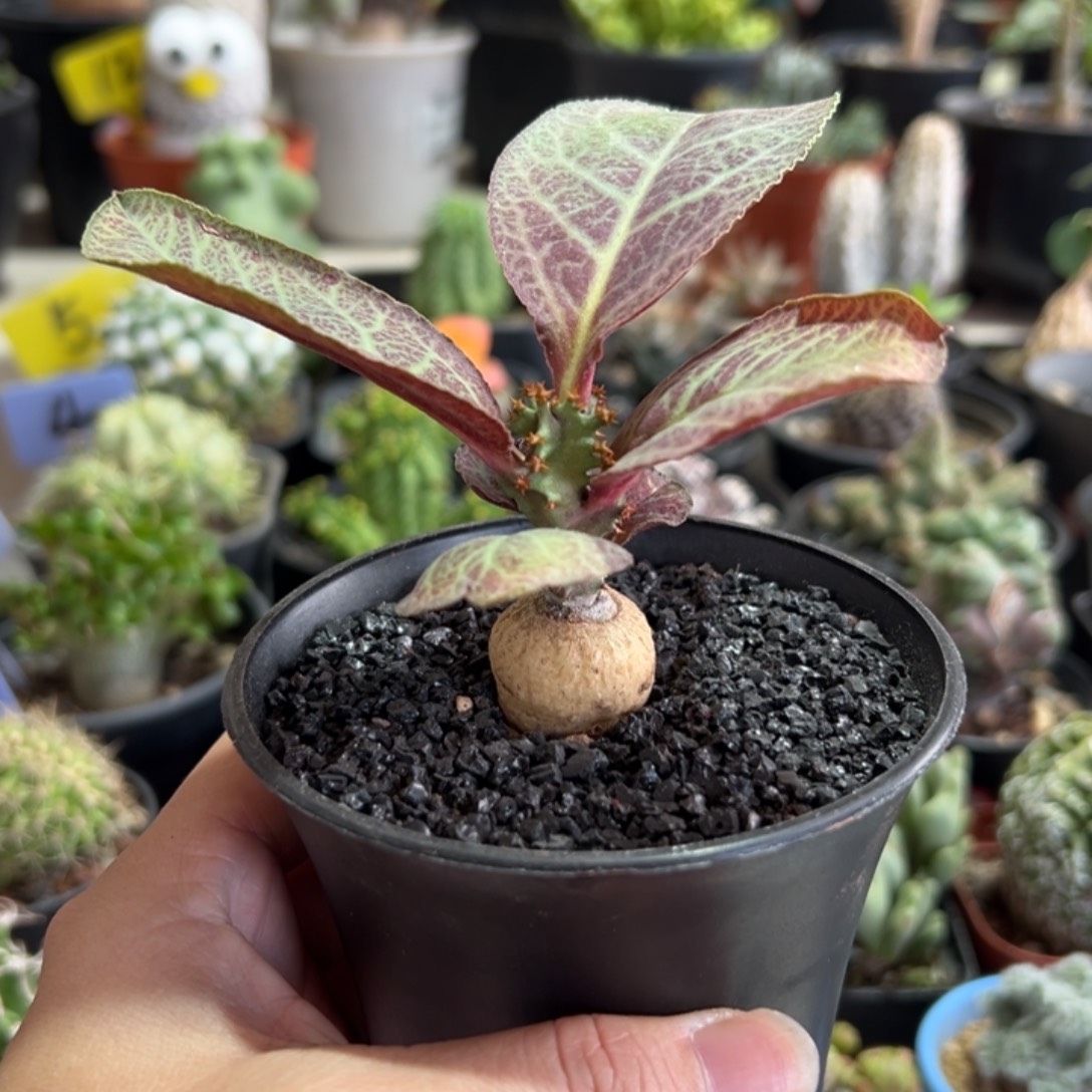 单腺麒麟锦带盆1111111