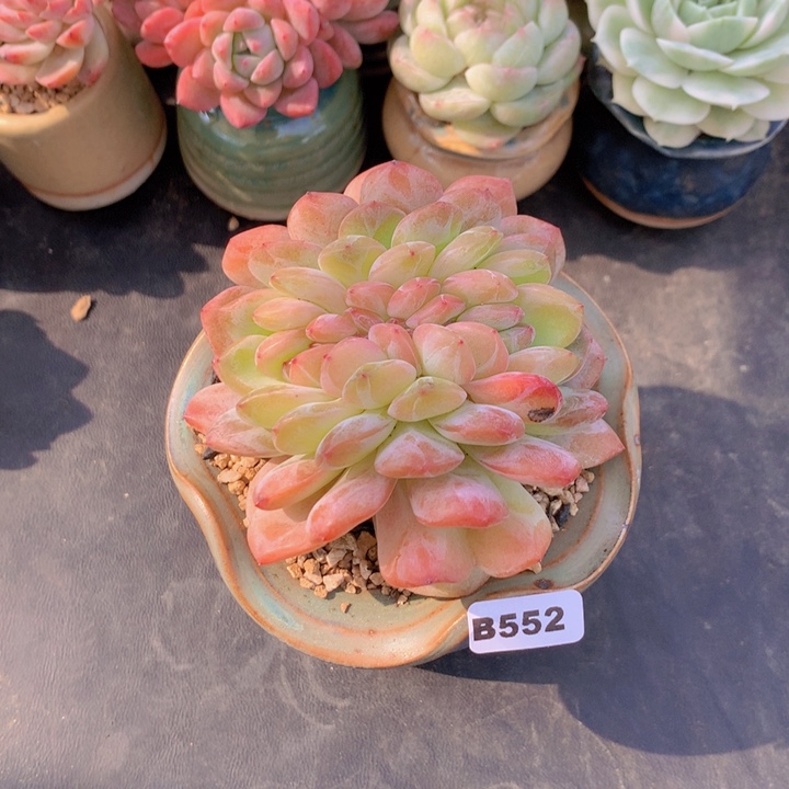 一物一拍满含盆土满38包邮B553