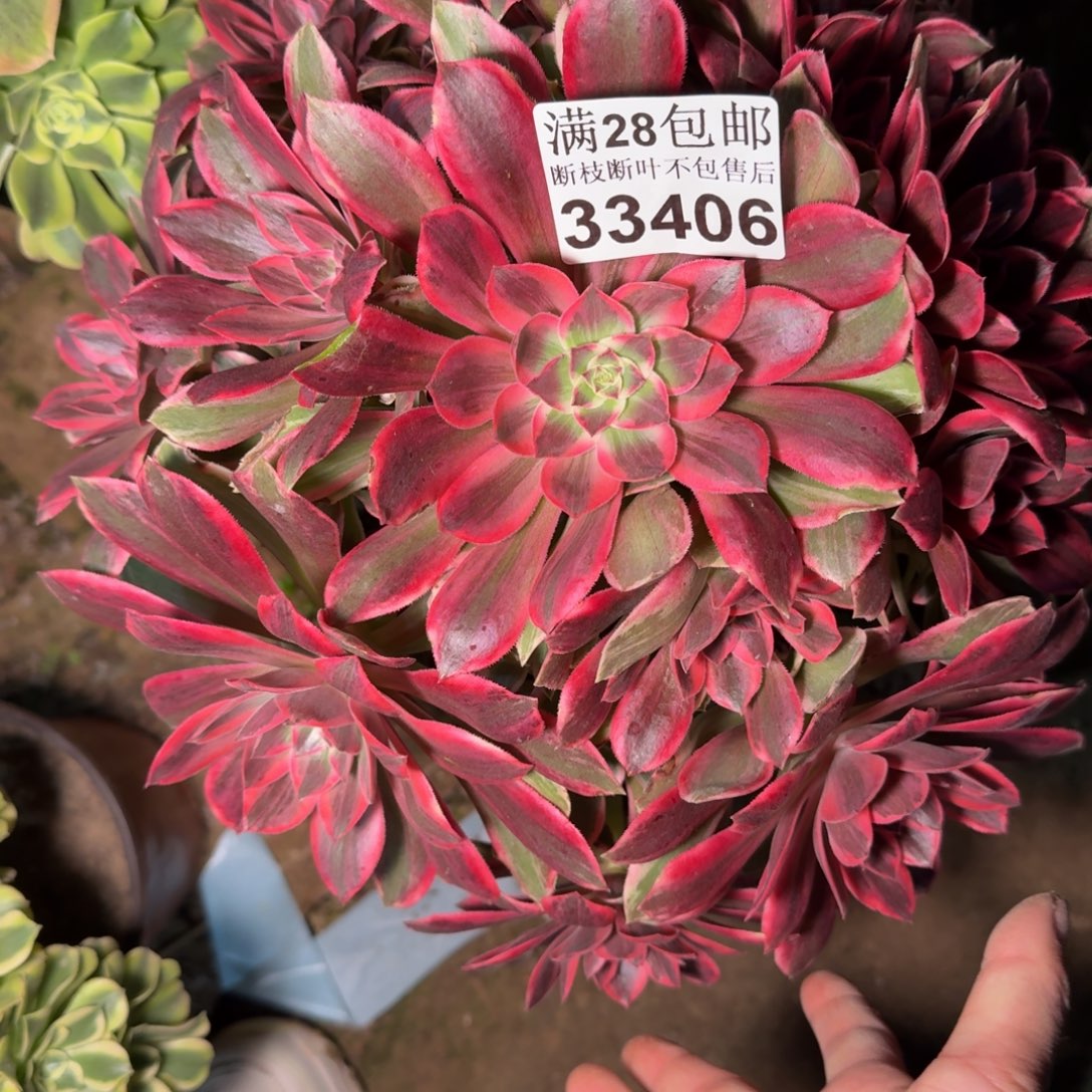 33406浣纱多肉植物