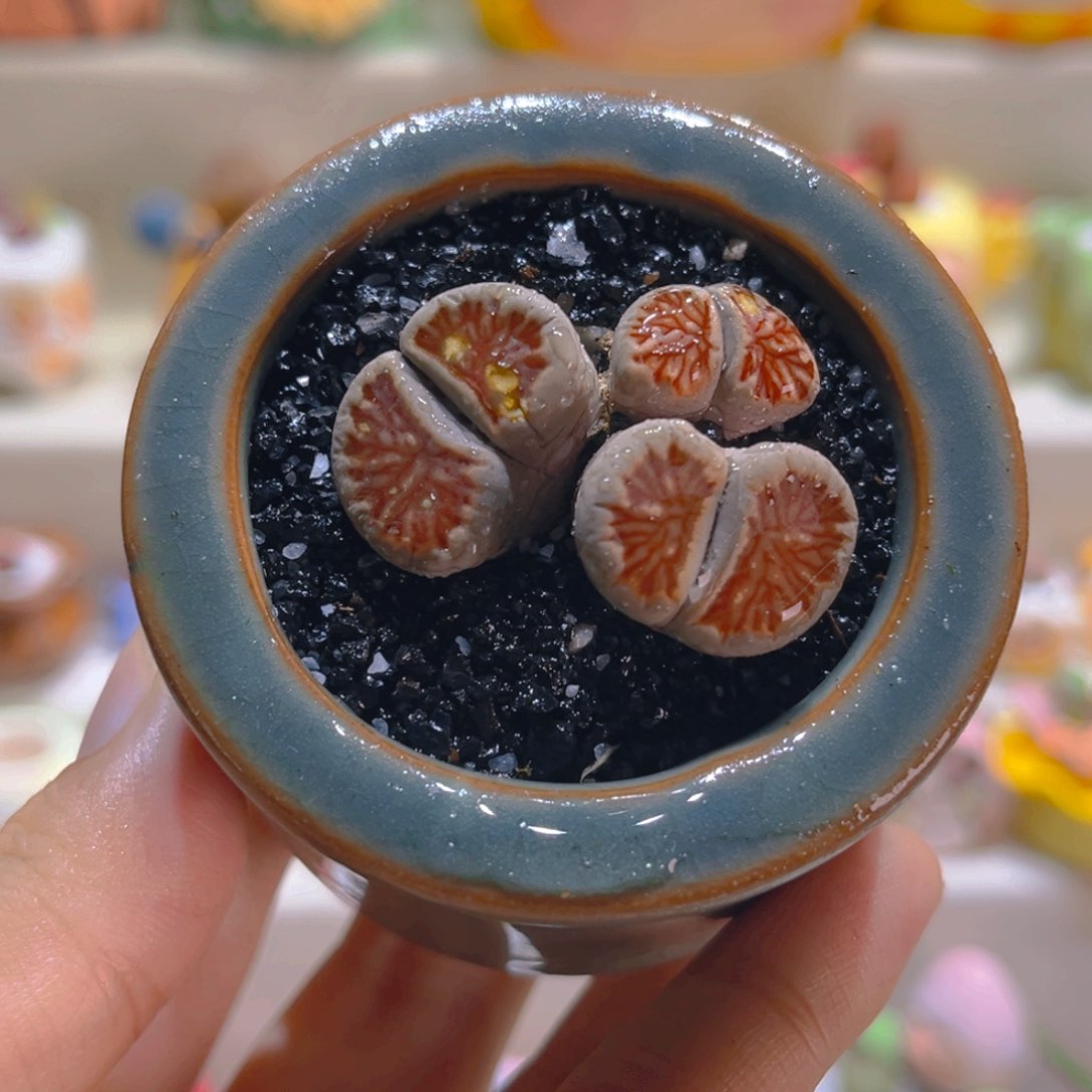 016微瑕岛田红窗菊带盆带土