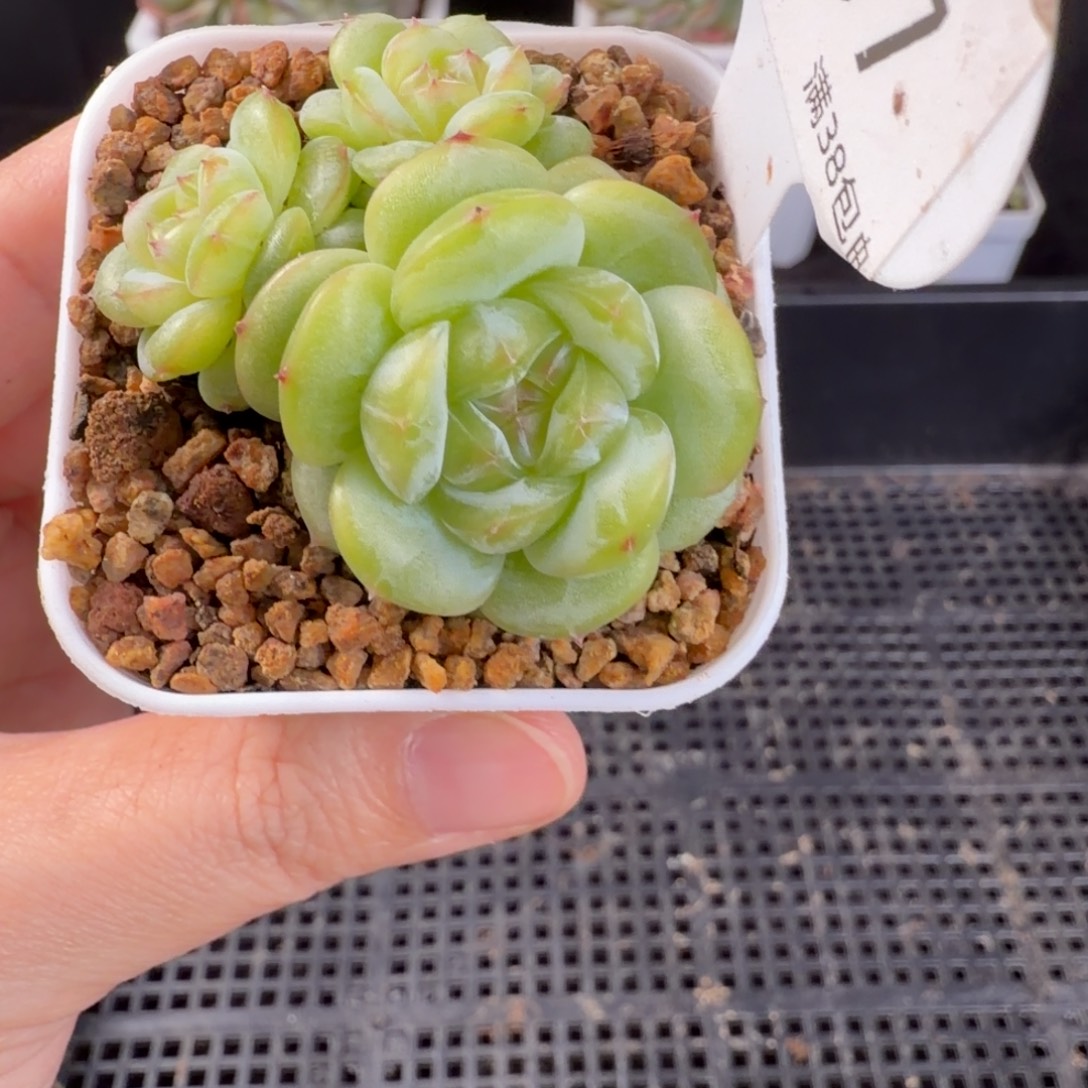 瑶瑶珍妮三头一颗207号