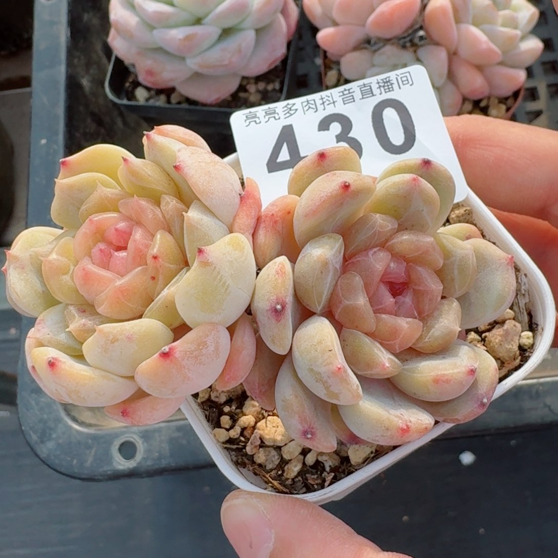 白色恋人双头老桩飘枝         精品多肉