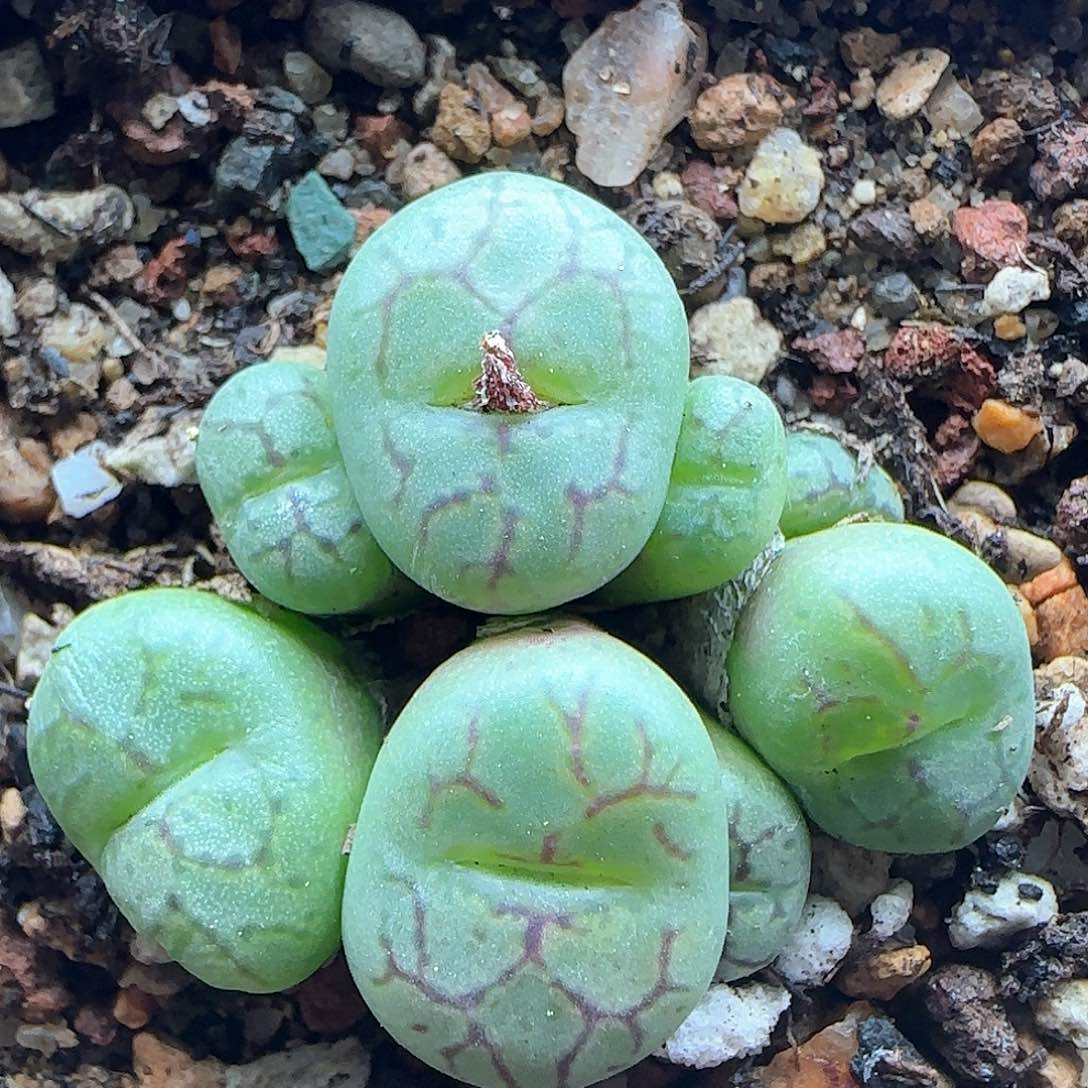 脱土年后发货24253