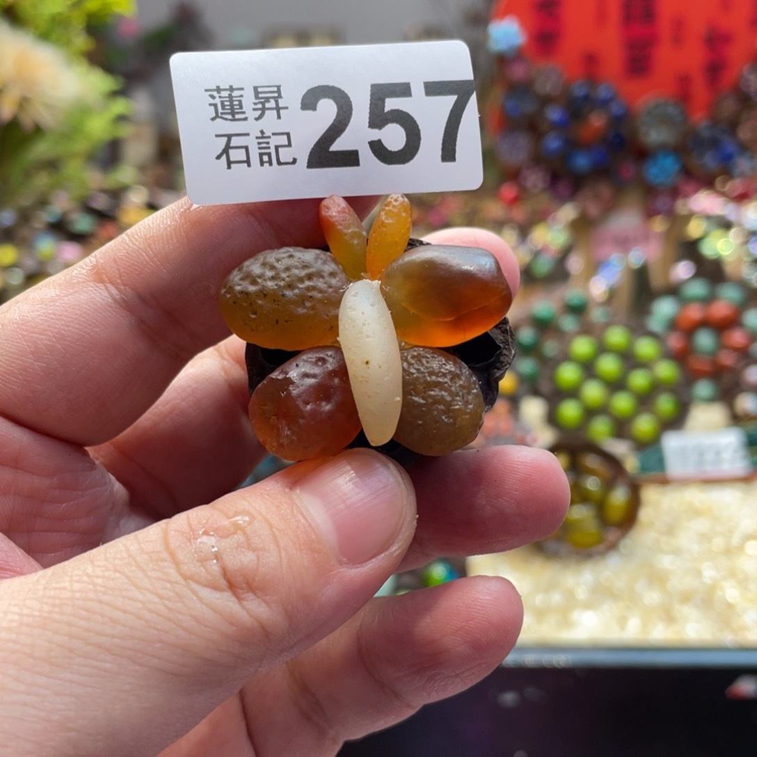 核桃木/黑胡桃（胡桃木）257