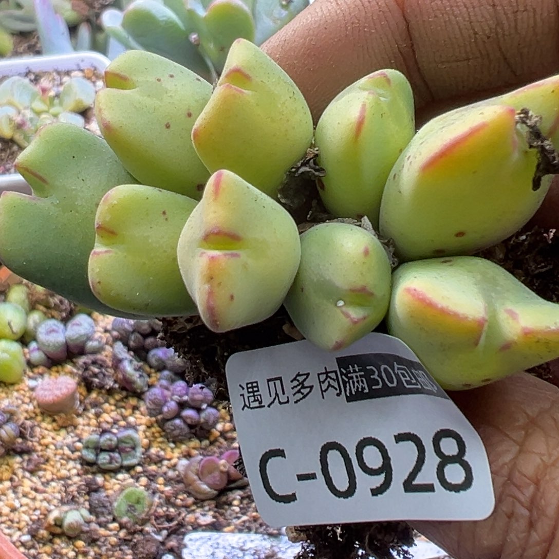 多肉植物111111111111111