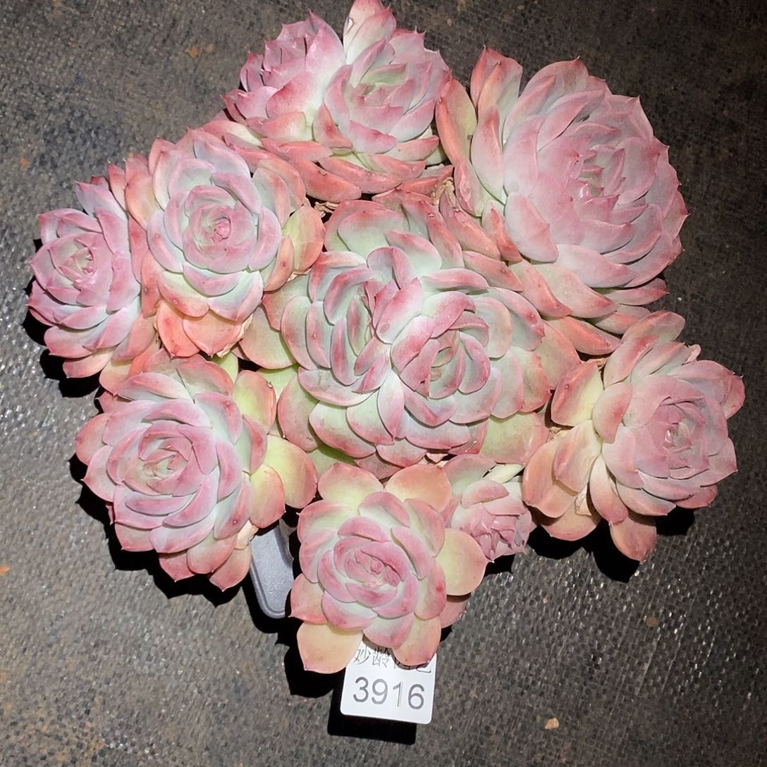 天****3916不包整散掉头不售后～23厘米