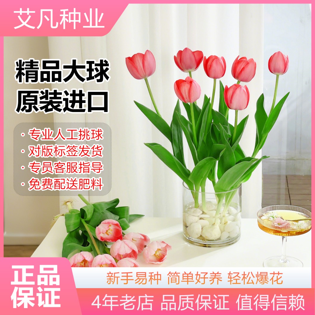 郁金香种球水培套装进口带芽大球盆栽花种子室内阳台水养花卉植物