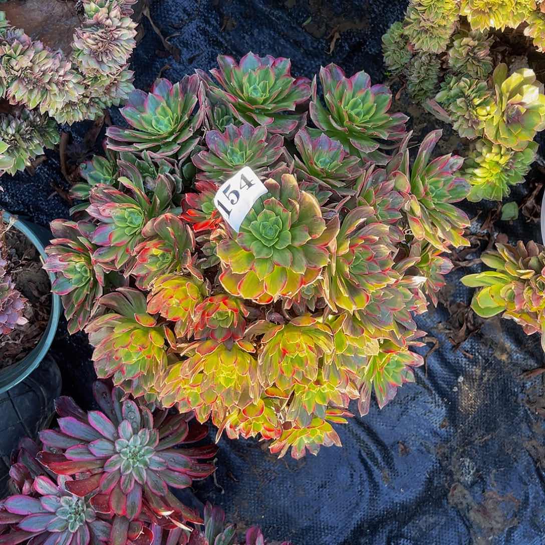 安娜法师多肉1-44