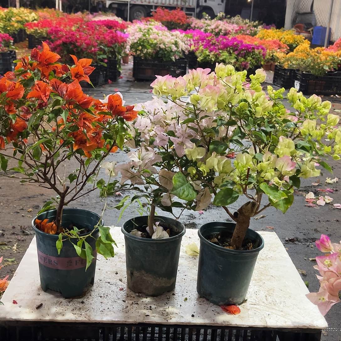 大部分花苞少量开放红桑巴，苹果花，绿樱