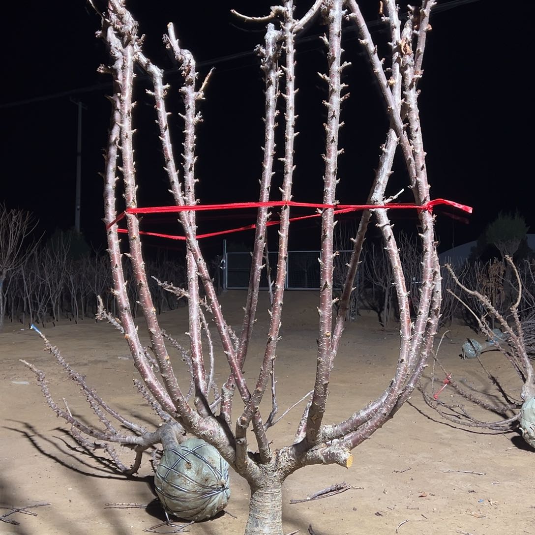 f***g完全开放车厘子树专拍链接