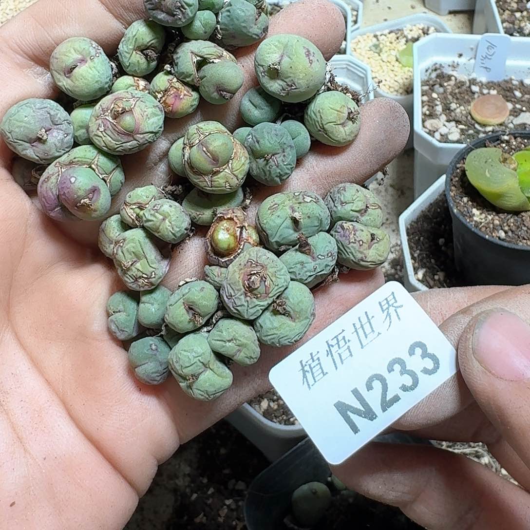 233号多肉植物哇d c