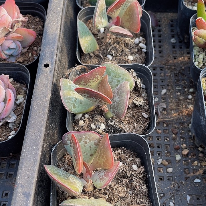 爱心水泡带盆土发