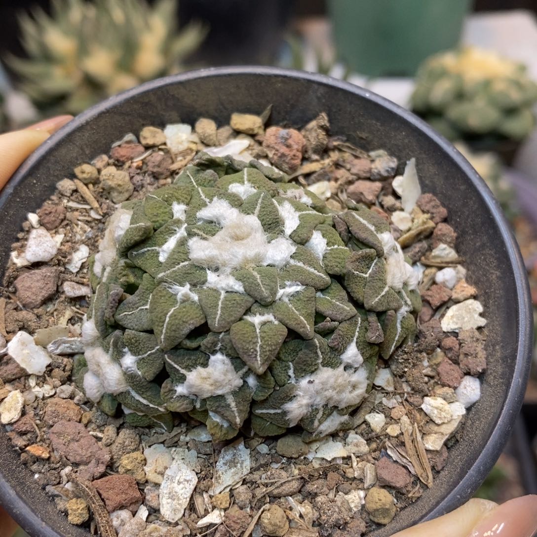      17号 自根大尤黑牡丹5.7公分带盆土