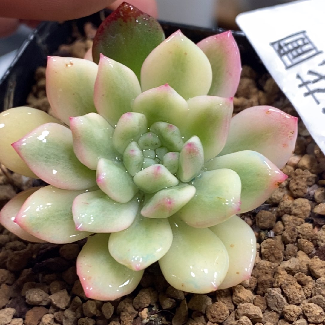 1080蓝苹果锦 小方花圃一物一拍