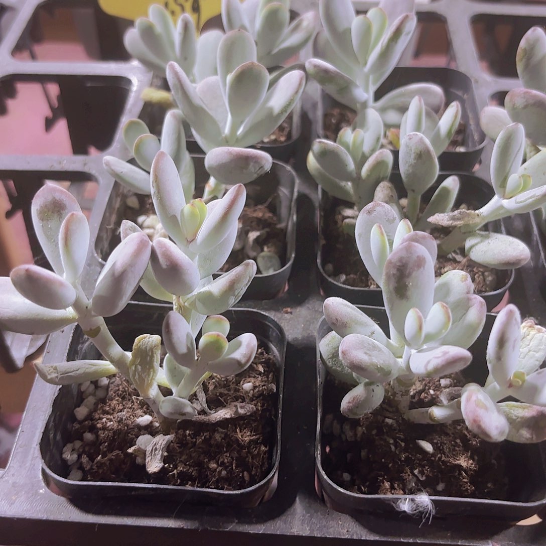 精品乒乓福娘多肉植物
