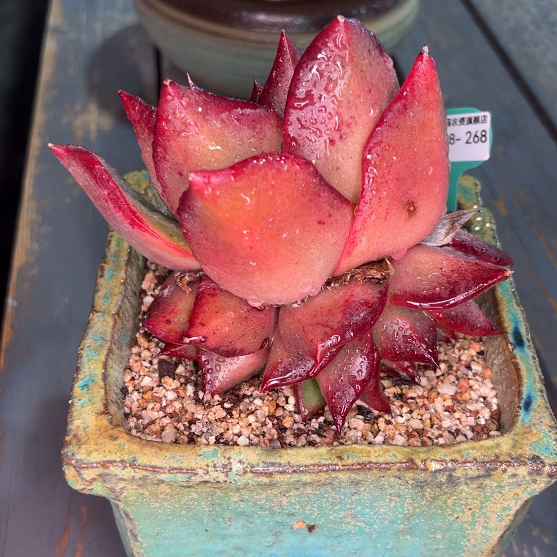 从前慢多肉精选编号0208.268