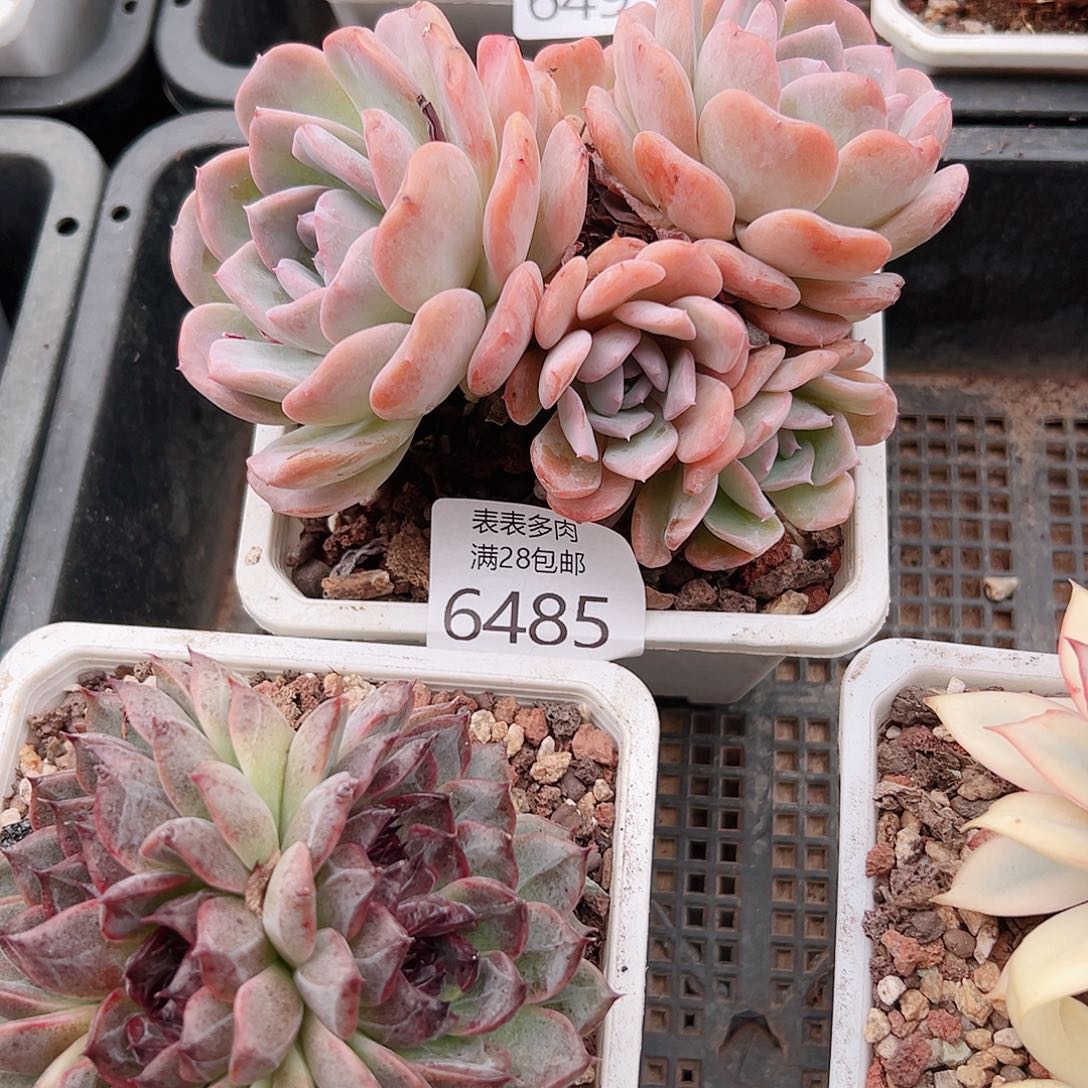 无花朵萌*多肉一物一拍6485