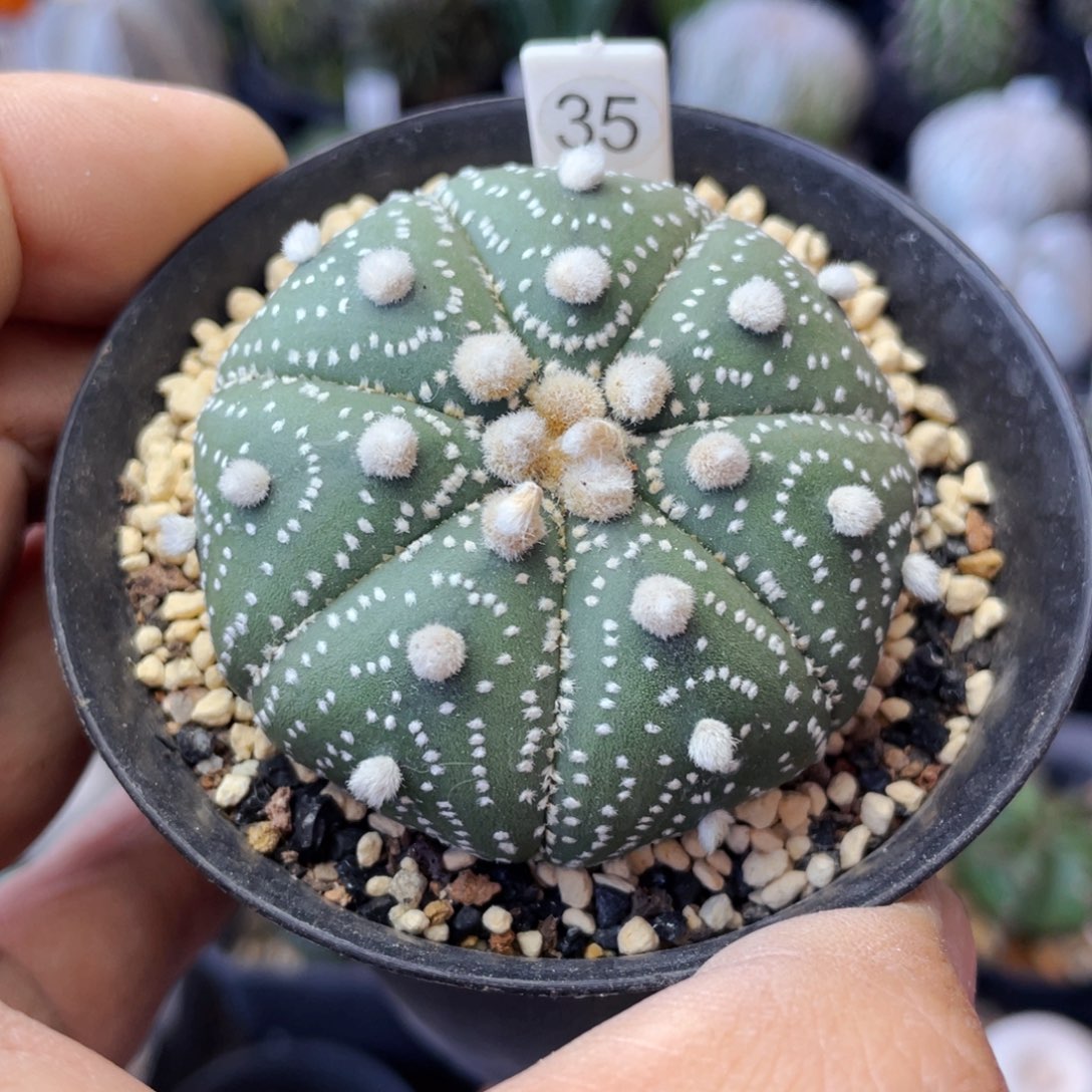 仙人球满28包邮盆口径5公分高绒兜5.1公分