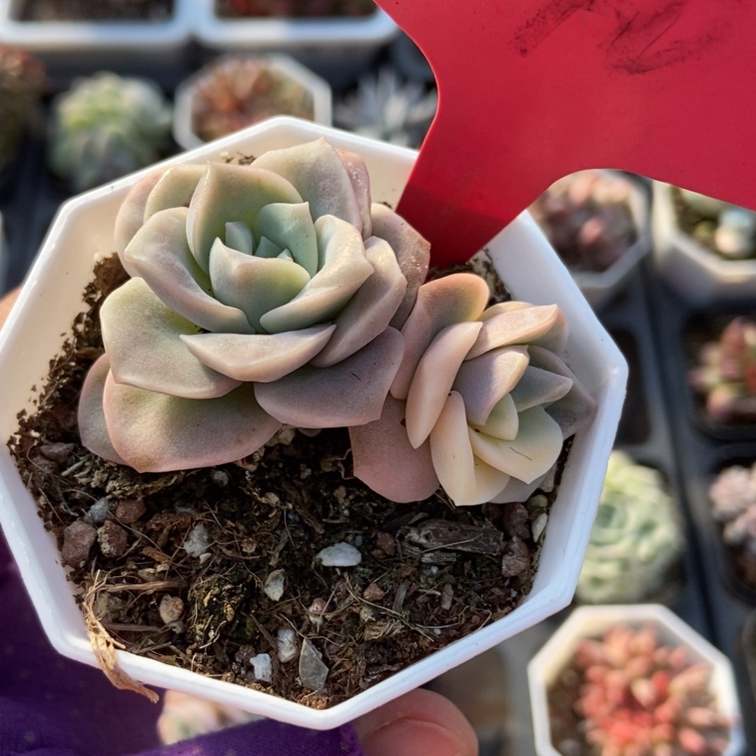 240可爱玫瑰锦多肉